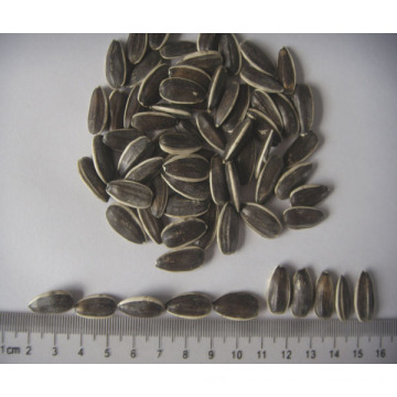 Professional Exporting New Crop 5009 Sunflower Seeds